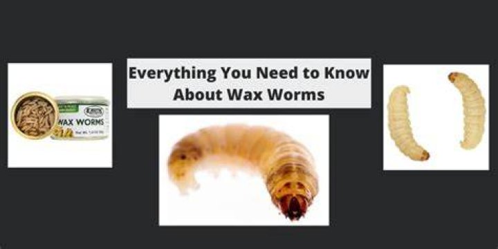 How much do wax worms cost