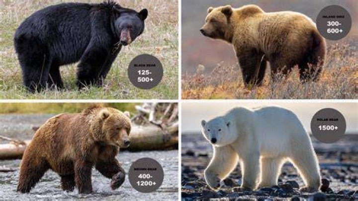 How much does a 48 Wolf range weigh