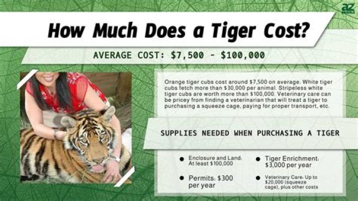 How much does a Grumman Tiger cost?