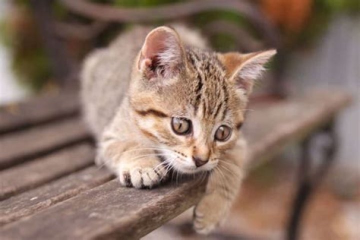 How much does a Manx kitten cost?