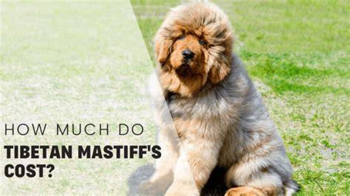 How much does a mastiff cost dog?