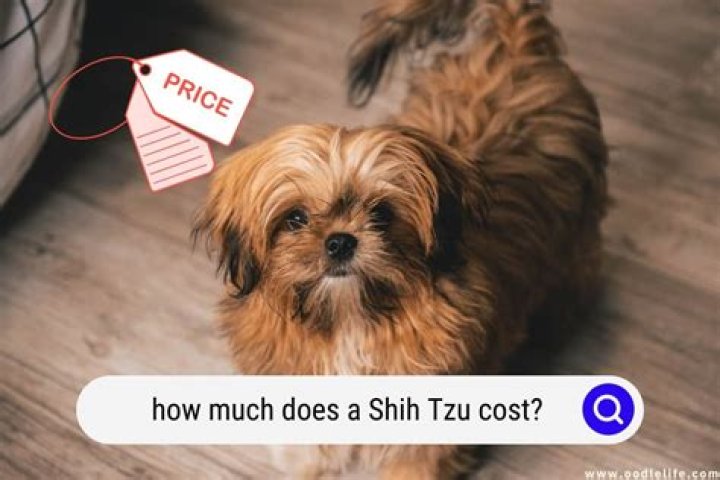 How much does a pin-Tzu cost?