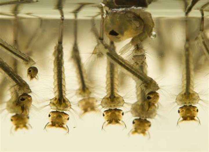 How much does mosquito fish cost?