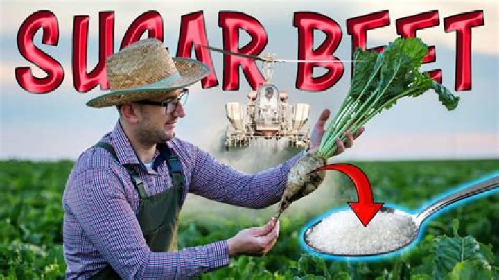 How much does sugar beet cost?