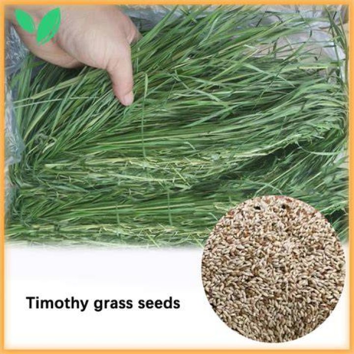 How much does Timothy seed cost
