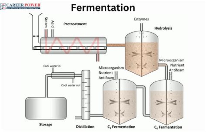 How much ethanol is produced in fermentation?