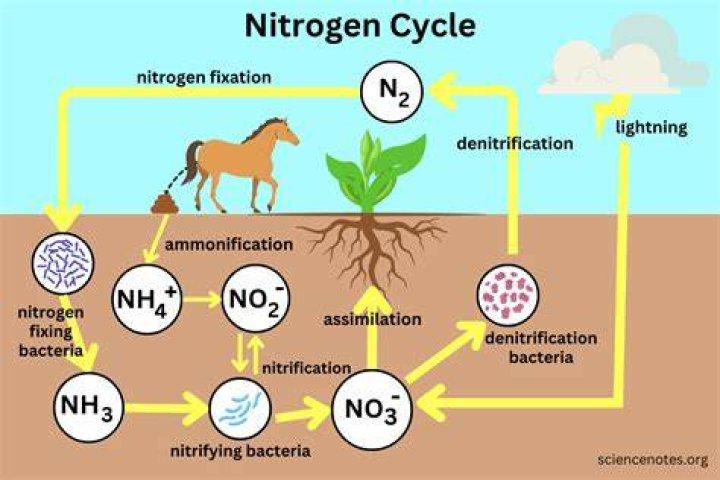 How much nitrogen is in Bermuda