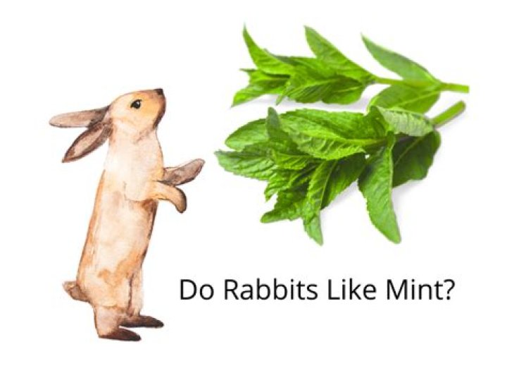 How often can rabbits eat mint?