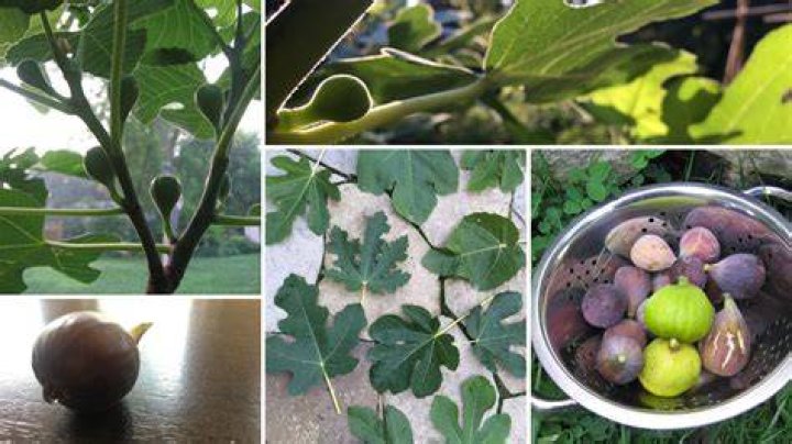 How often do figs need watering