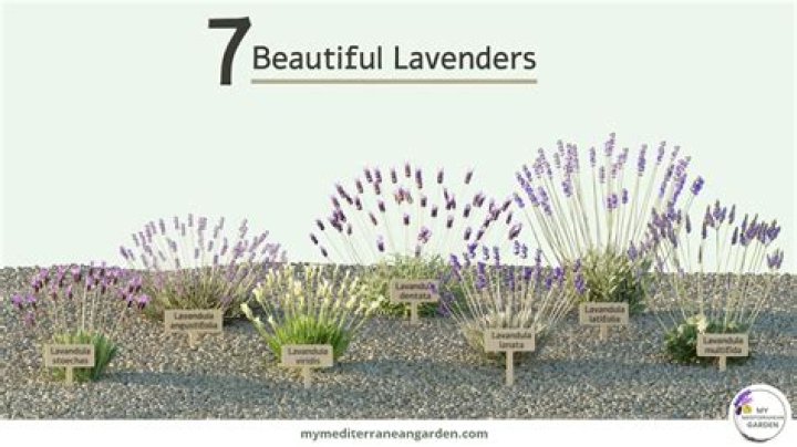 How often do lavender plants bloom