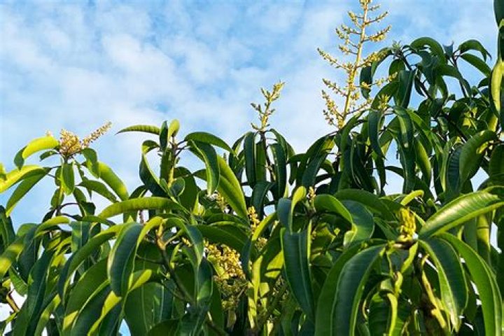 How often do mango trees bloom