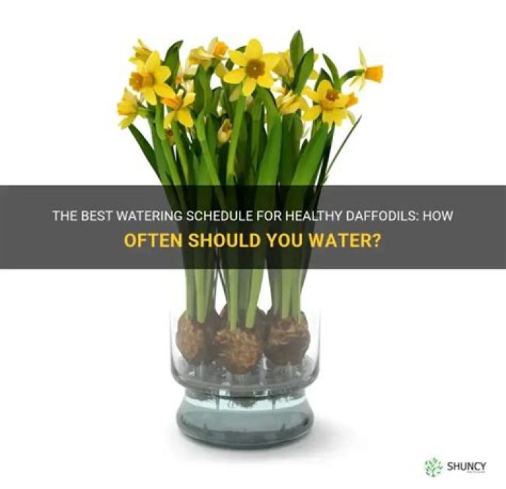 How often should you divide daffodils