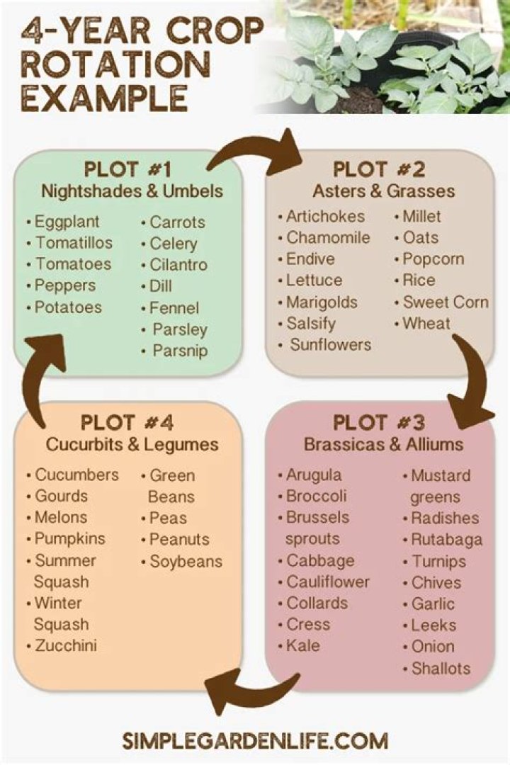 How often should you rotate crops