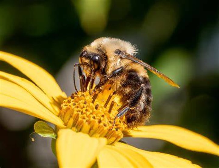 Is abamectin toxic to bees?