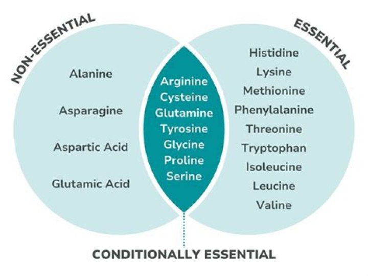 Is alanine essential or nonessential