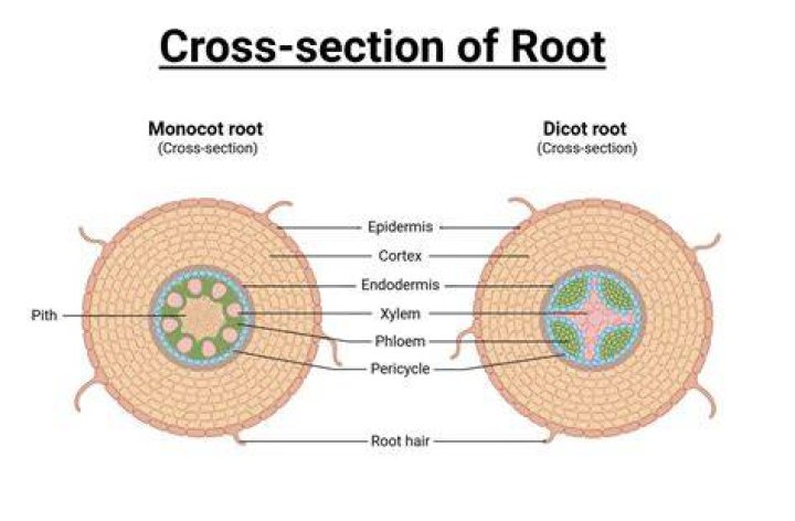 Is an onion a root or a stem?