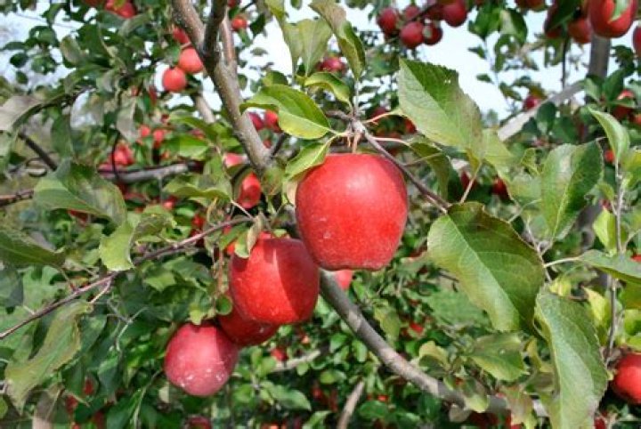 Is Apple a simple fruit