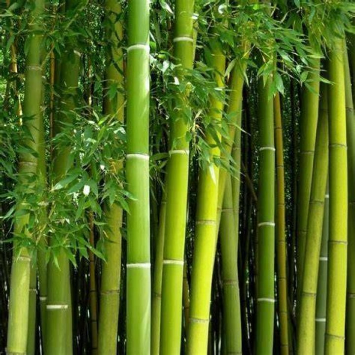 Is bamboo a rayon