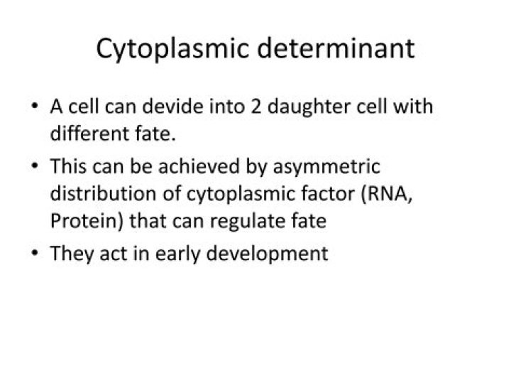 Is Bicoid a cytoplasmic determinant