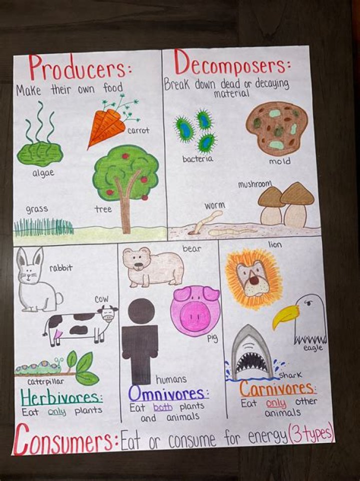 Is cheese a decomposer?