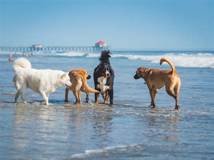 Is Dash Point beach Dog Friendly?