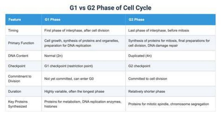 Is DNA condensed in g2 phase
