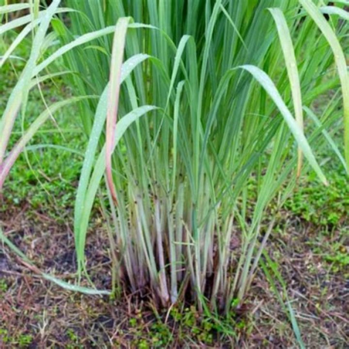 Is Lemon Grass Chinese?