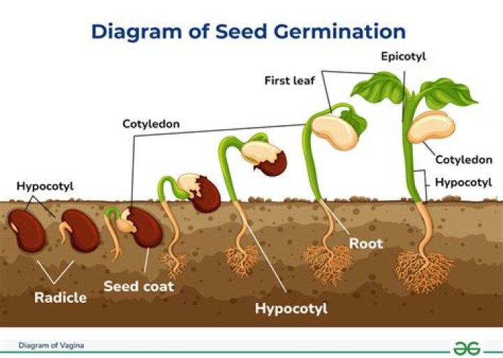 Is light important for germination