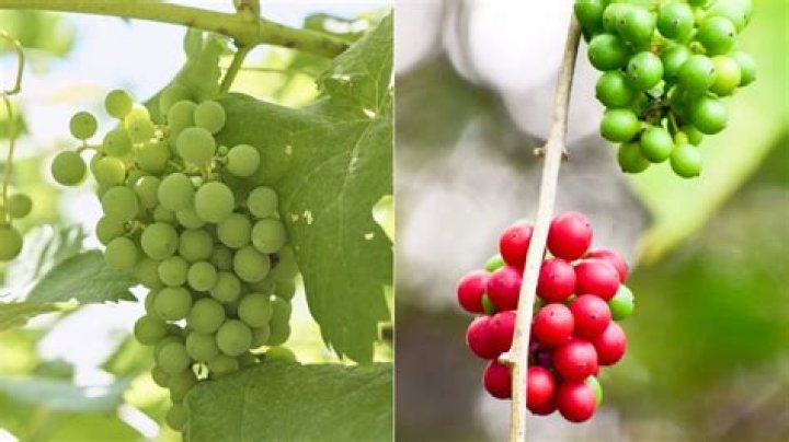 Is Moonseed poisonous
