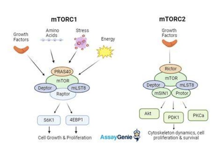 Is mTOR and mTORC1 the same?
