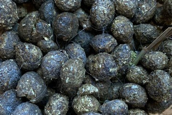 Is rabbit manure good for fruit trees