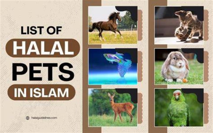 Is rennet allowed in Islam?