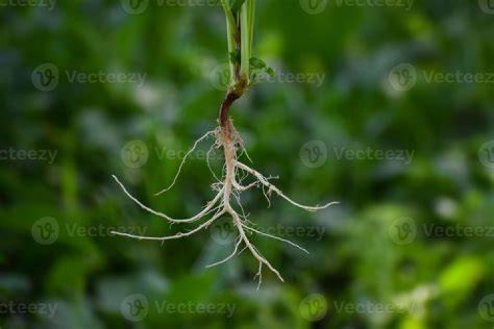 Is Rose plant a taproot