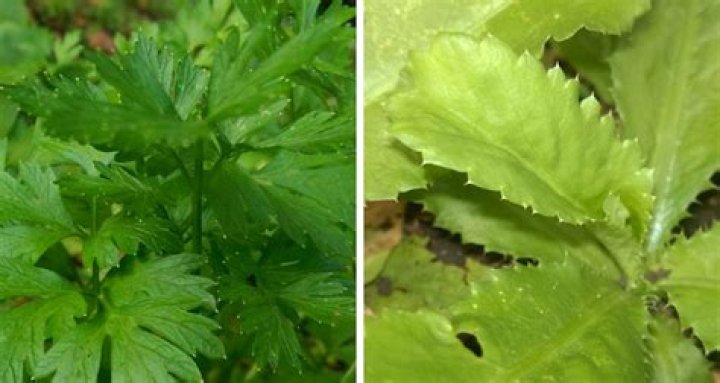 Is Shadow Benny the same as cilantro