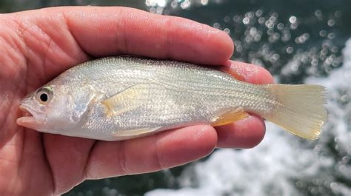 Is silver perch good eating?