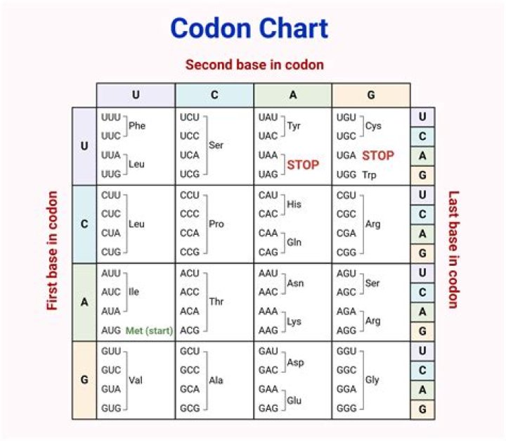 Is the poly A tail added after the stop codon