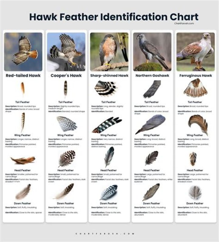 Is there a feather identification app?