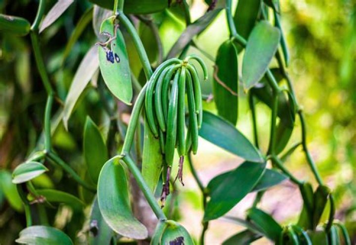 Is vanilla a fruit?
