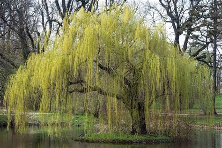 Is Weeping Willow deer resistant