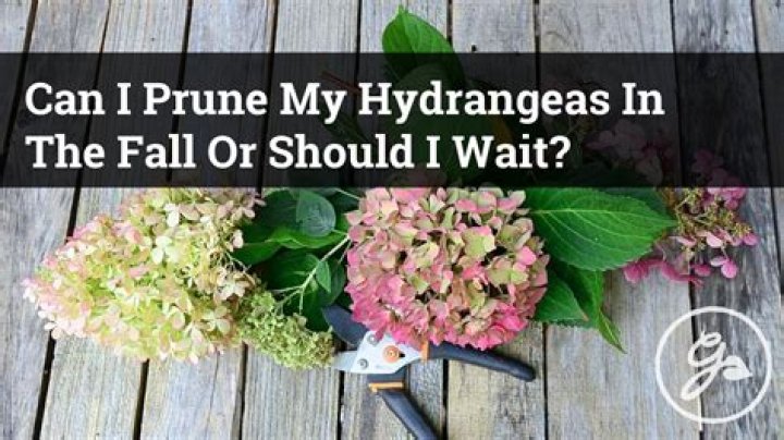 Should I feed my hydrangeas