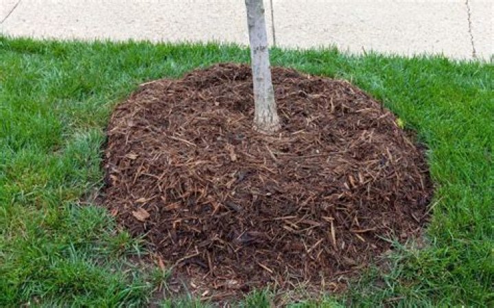 Should mulch be put down in the fall