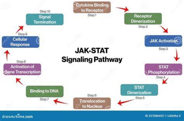 What activates Jak-Stat pathway?