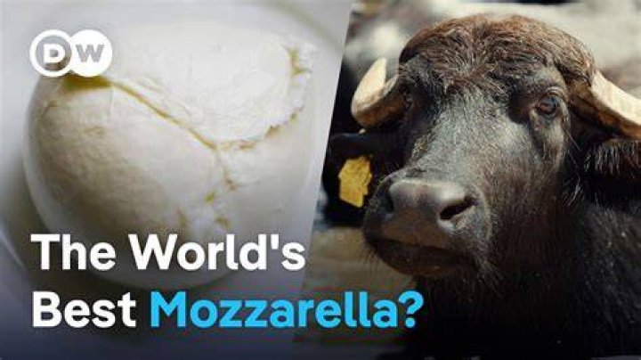 What animal does mozzarella?