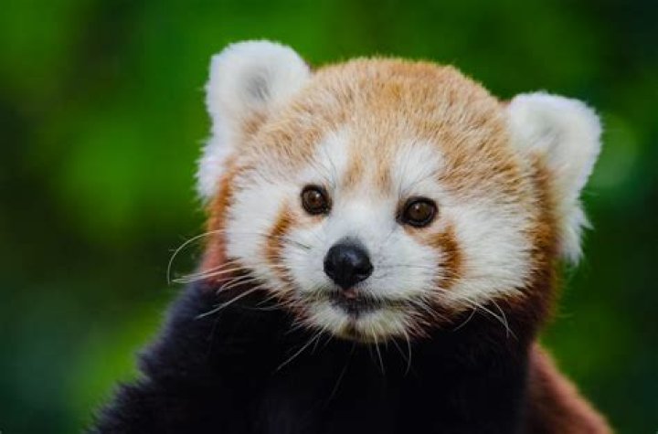 What are 5 interesting facts about red pandas