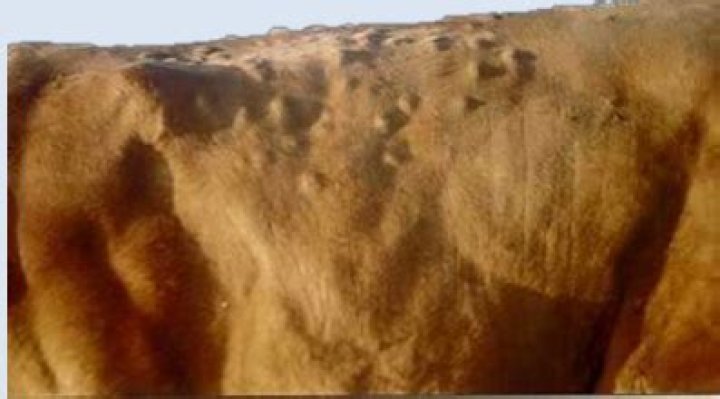 What are cattle grubs?