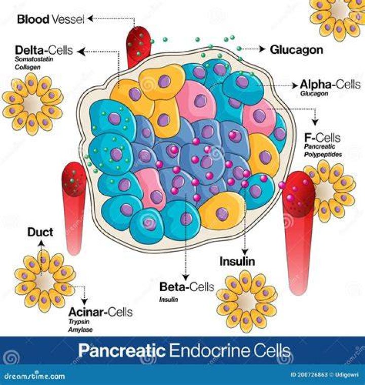 What are endocrine cells