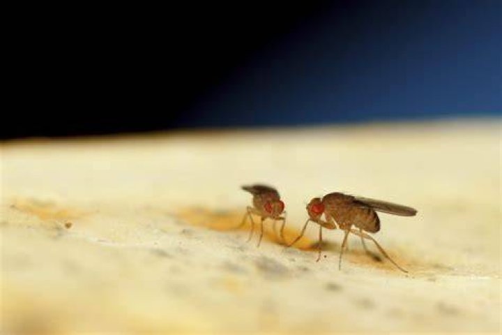 What are tiny flies called