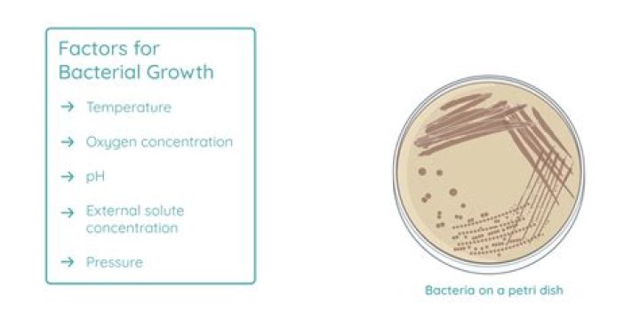 What bacteria grows on cheese?