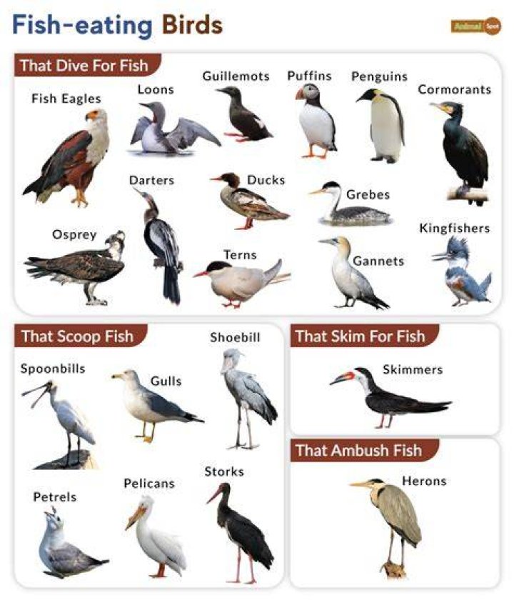 What bird eats fish and flies
