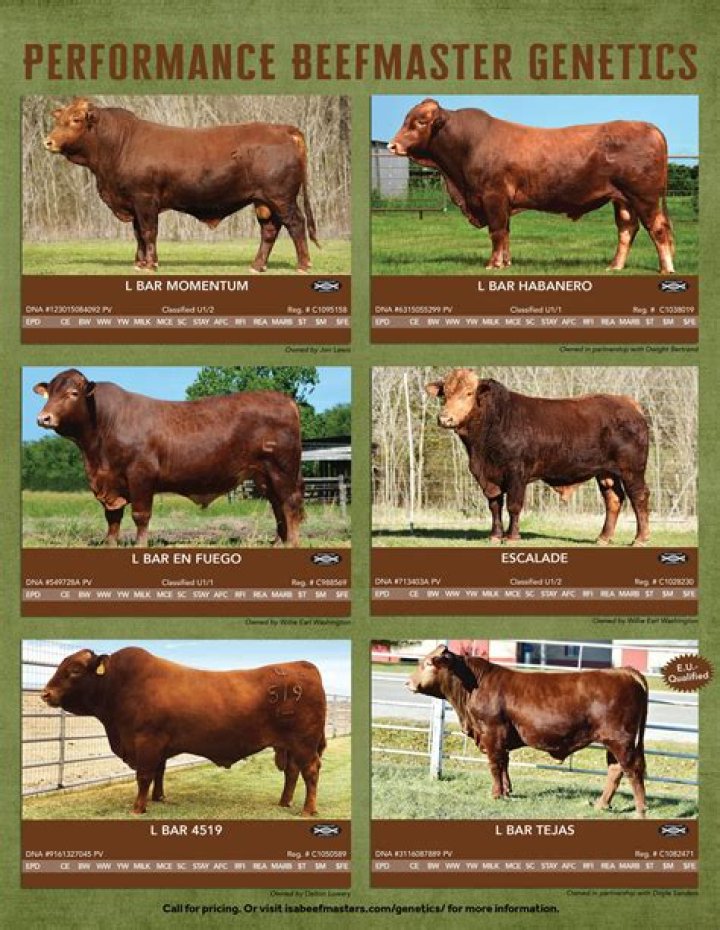 What breeds make a beefmaster